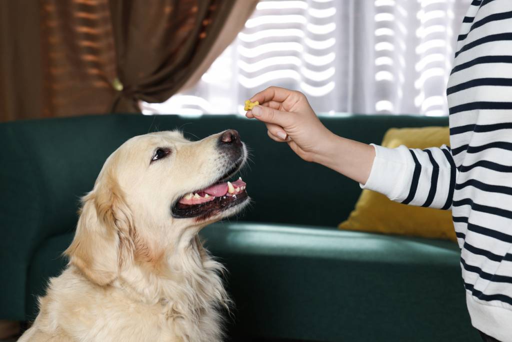 compléments alimentaires pour chiens 