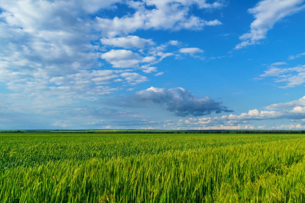 graminées culture ray-grass