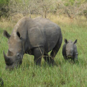 Ziwa Rhino Sanctuary