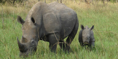 Ziwa Rhino Sanctuary