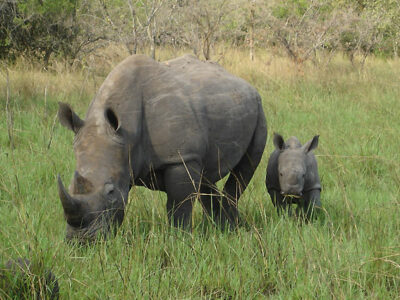 Ziwa Rhino Sanctuary