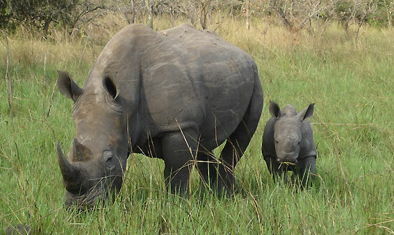 Ziwa Rhino Sanctuary