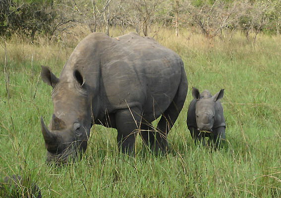 Ziwa Rhino Sanctuary