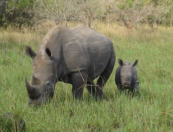 Ziwa Rhino Sanctuary