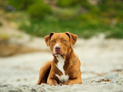 Chien Pitbull