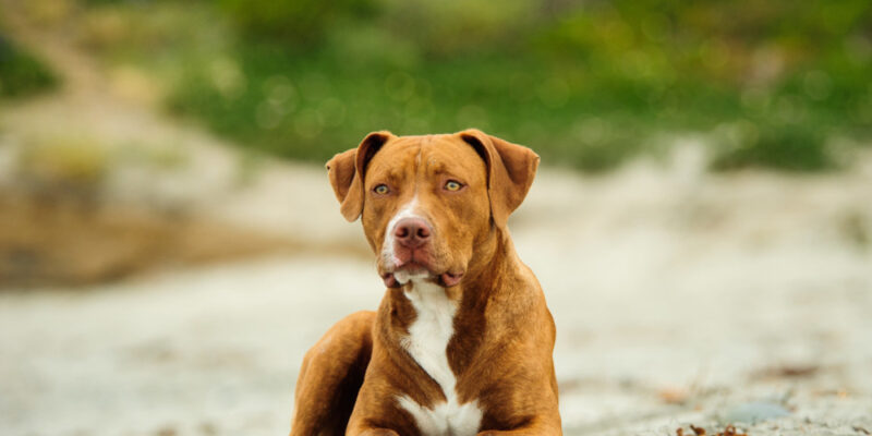 Chien Pitbull