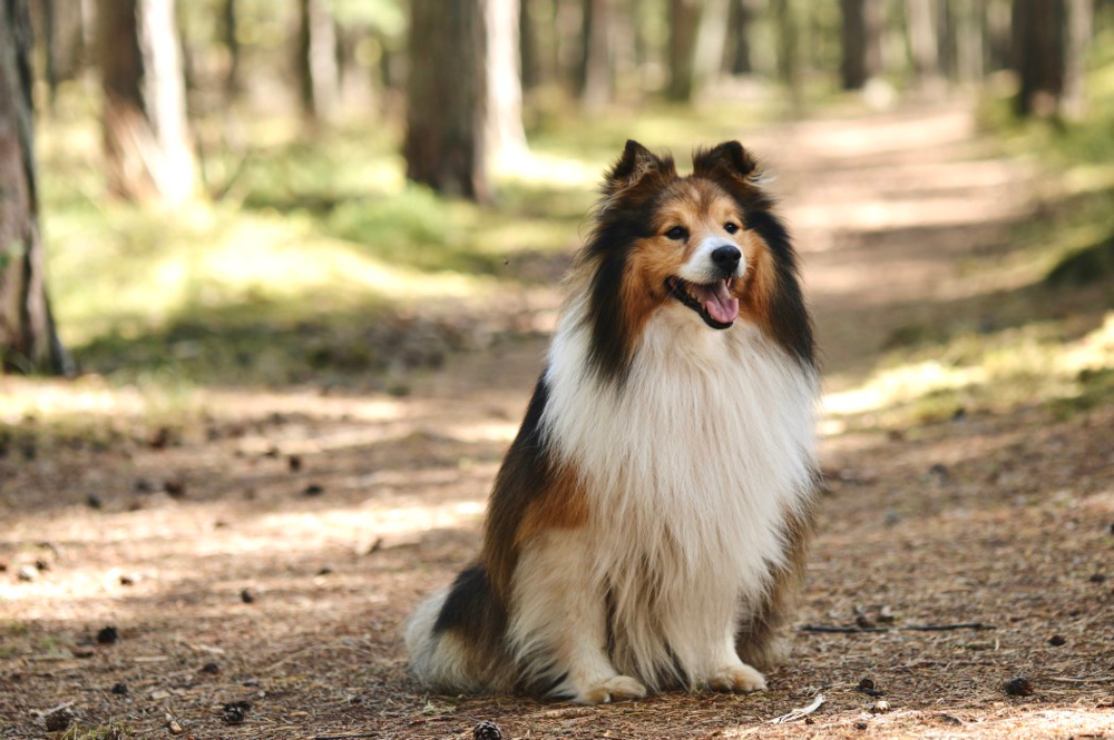 Chien berger des shetland