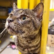 découvrez les meilleures agences de création de sites internet en drôme (26) pour booster la visibilité et la croissance de votre entreprise avec des solutions sur mesure.