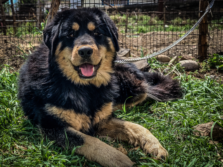 Mastiff du Tibet