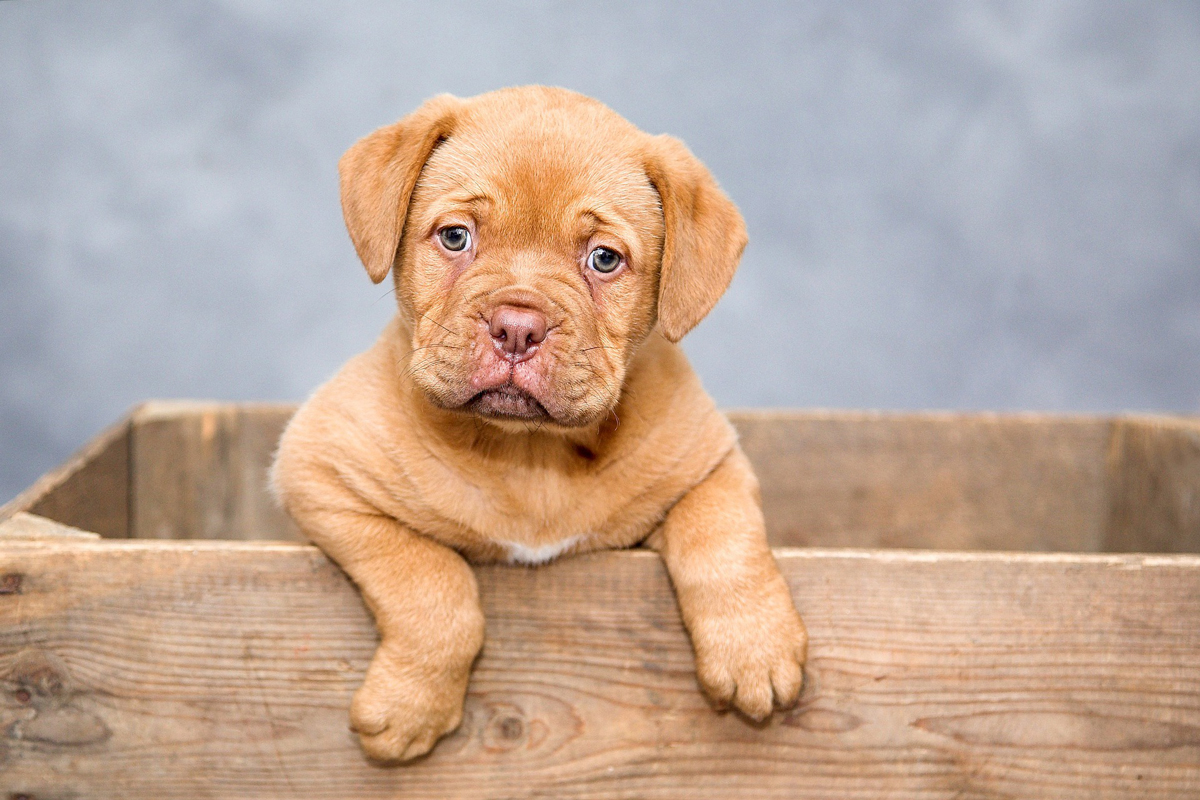 Nom de chiot mâle
