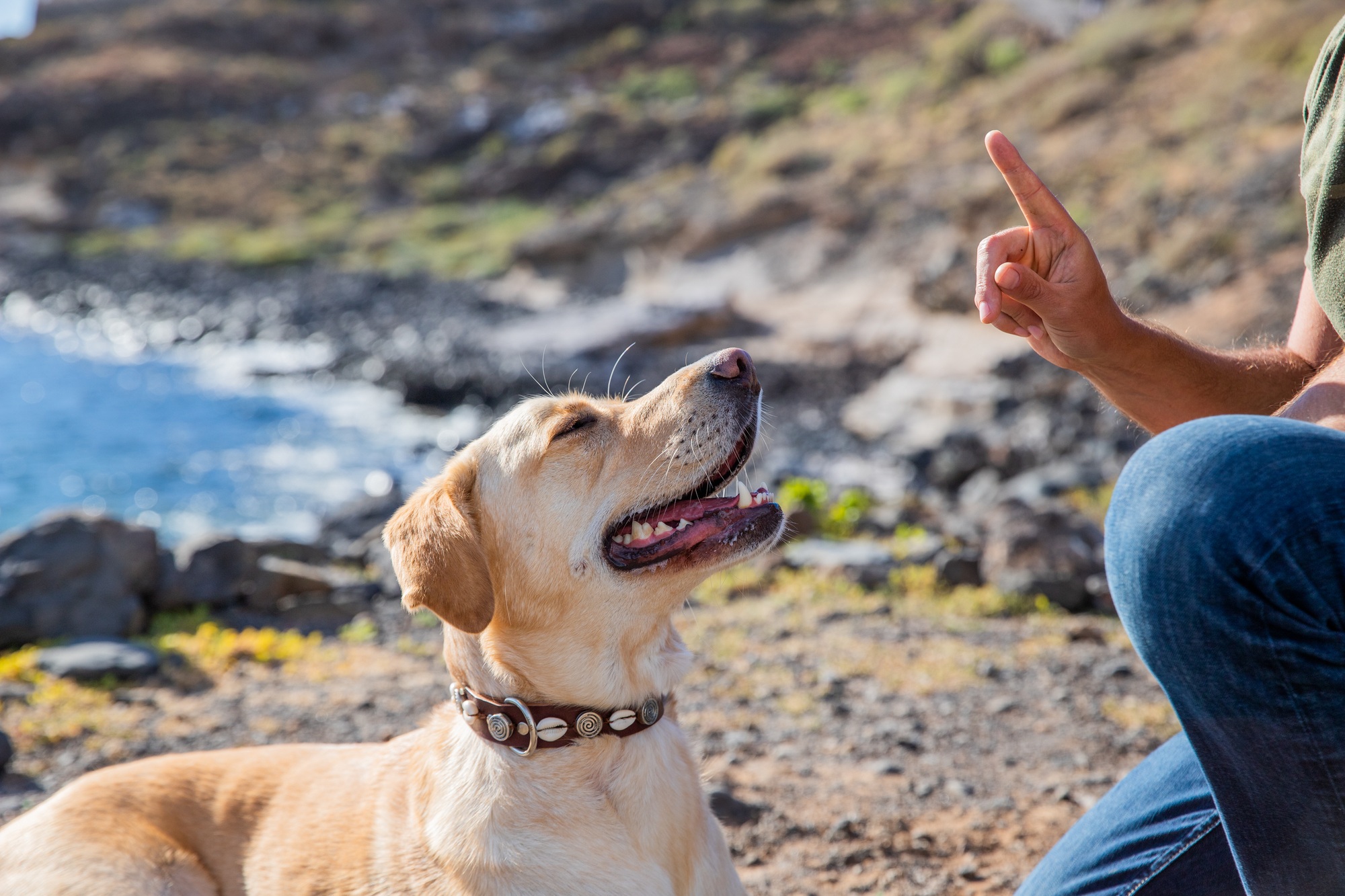 A canine trainer trains a dog to obey his orders, labrador retriever trained.
