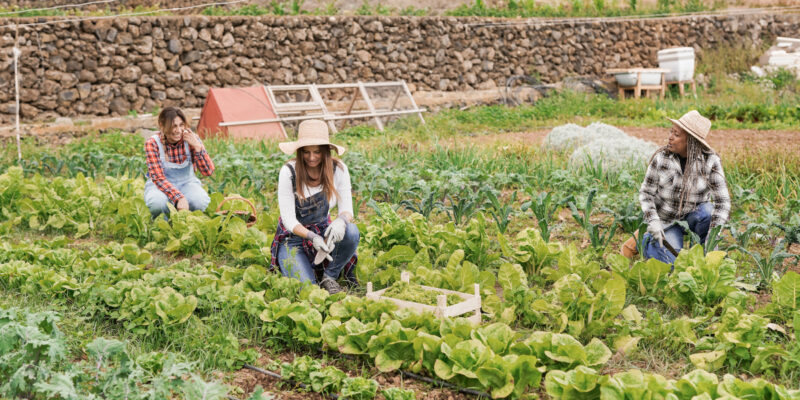 agriculture biologique