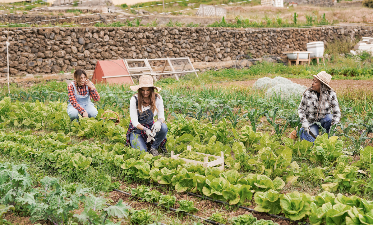 agriculture biologique