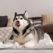 aide chien