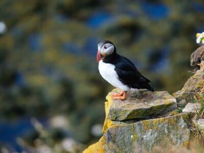 animal islande