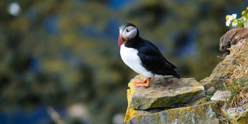 animal islande