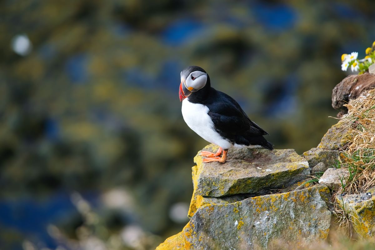 animal islande