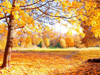 automne 2022