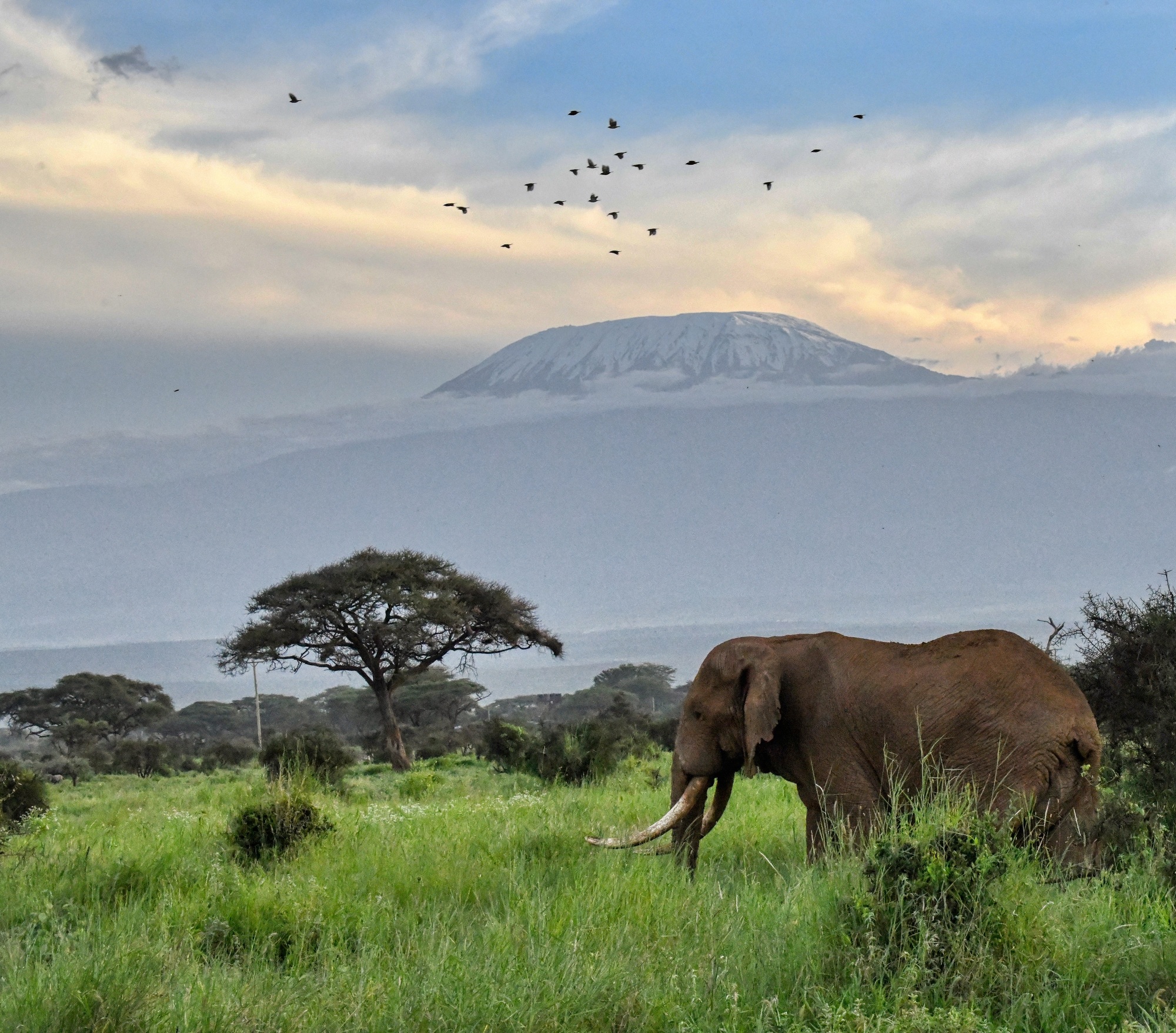 safaris exceptionnels