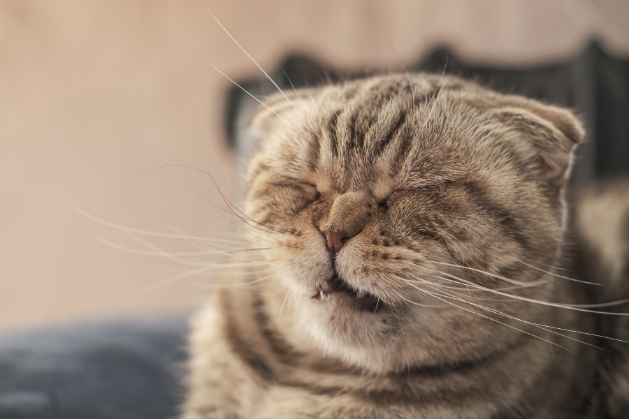 chat éternue