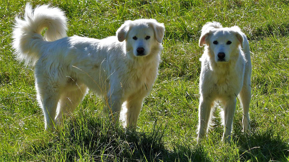 chien des montagnes