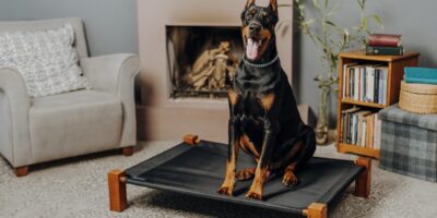 chien doberman