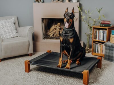 chien doberman