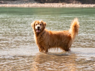 chien nageur