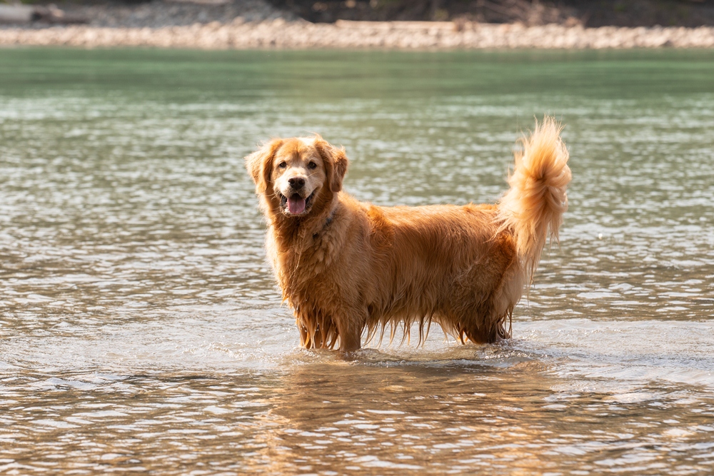 chien nageur