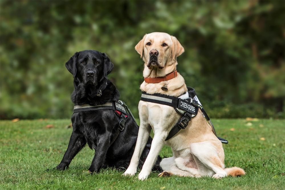 chiens âgés