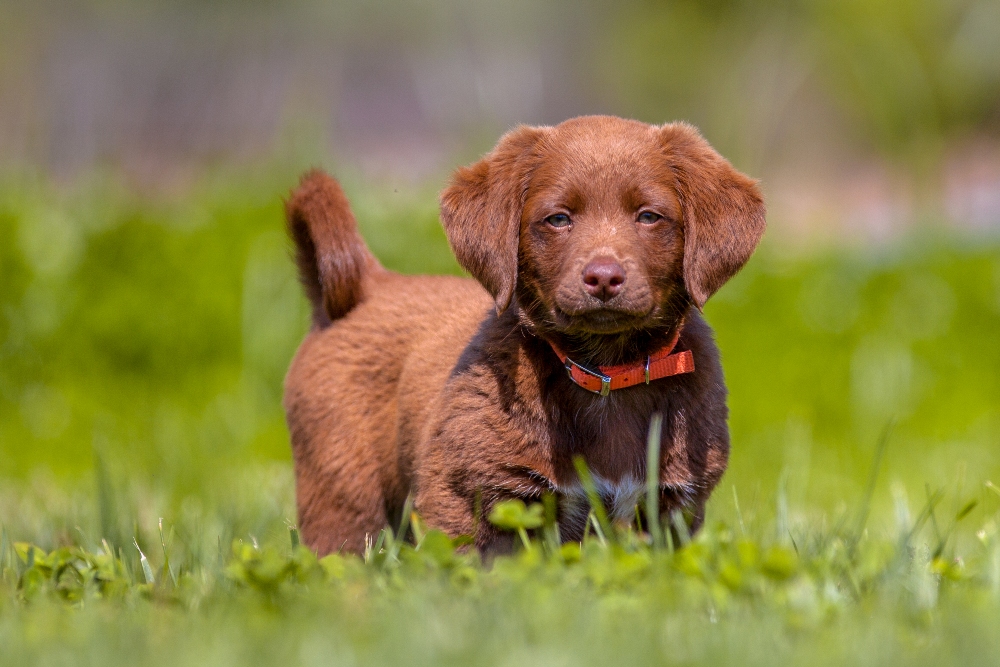 À quel stade de la croissance les chiots ouvrentils les yeux