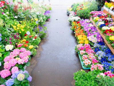 culture des fleurs à paris