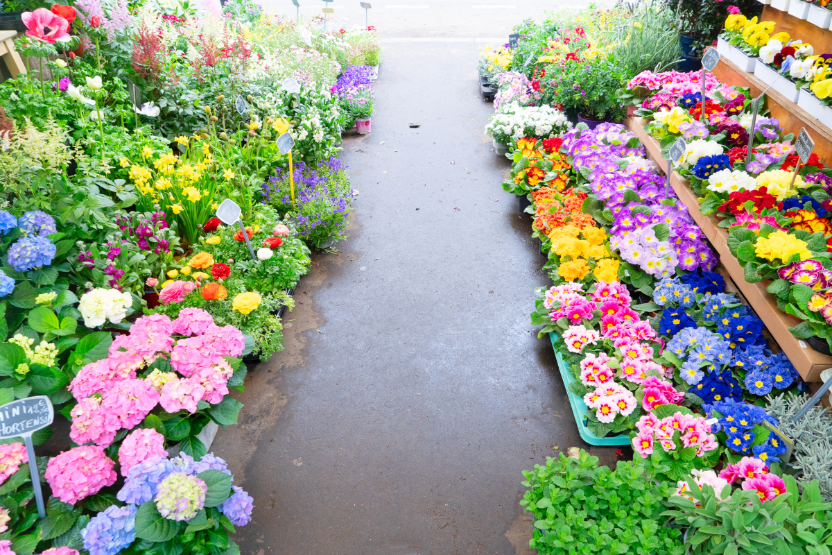 culture des fleurs à paris