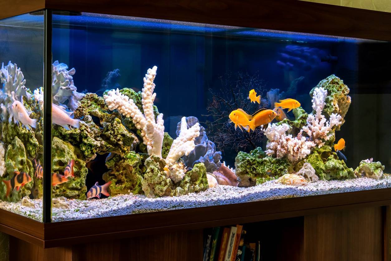 décoration aquarium éléments naturels