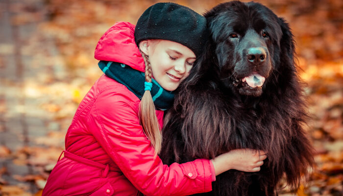 découvrir chien tibétain