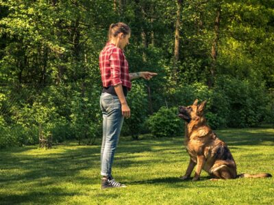 dépense chien