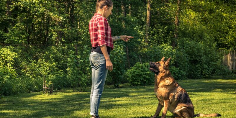 dépense chien