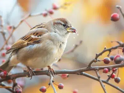 diète oiseaux