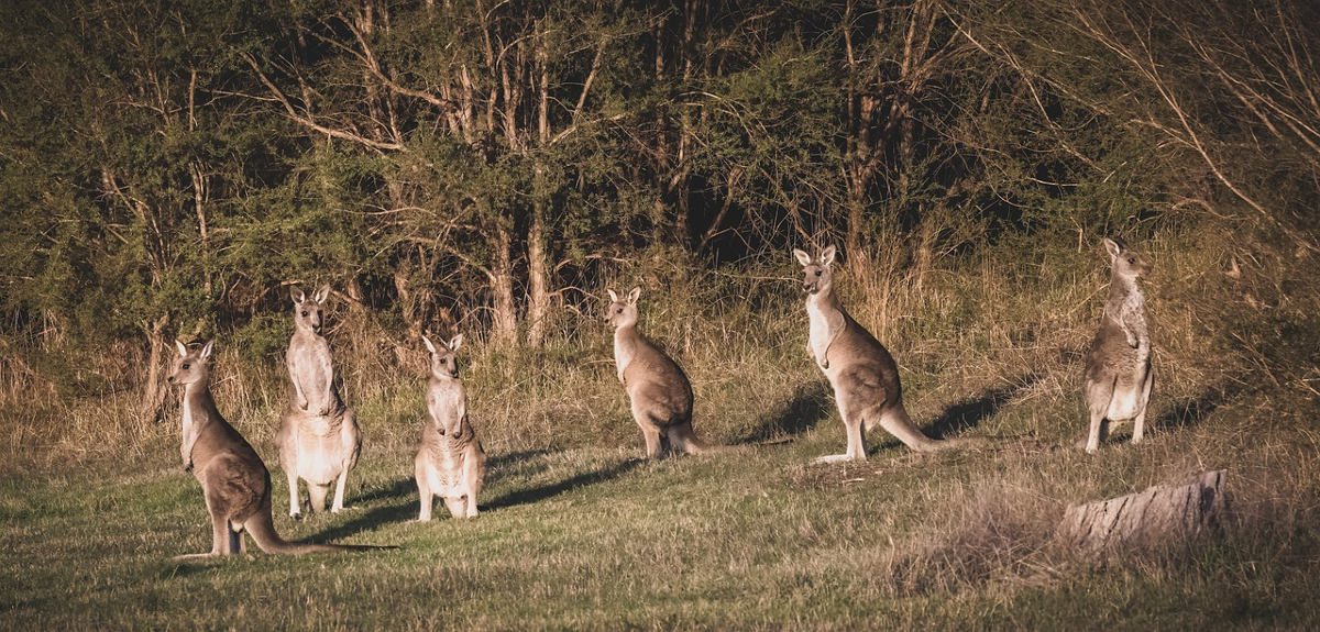 espèces animales endémiques