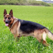 German shepherd dog