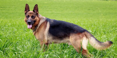 German shepherd dog