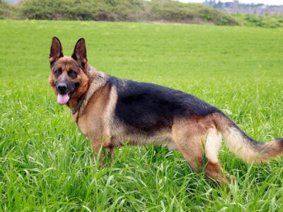 German shepherd dog