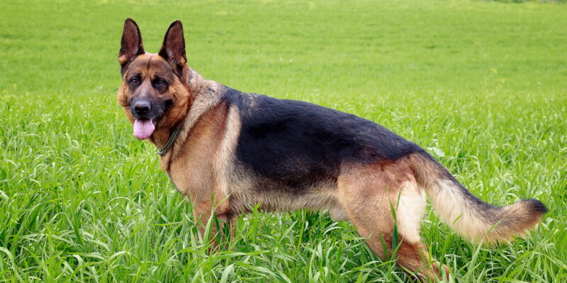 German shepherd dog