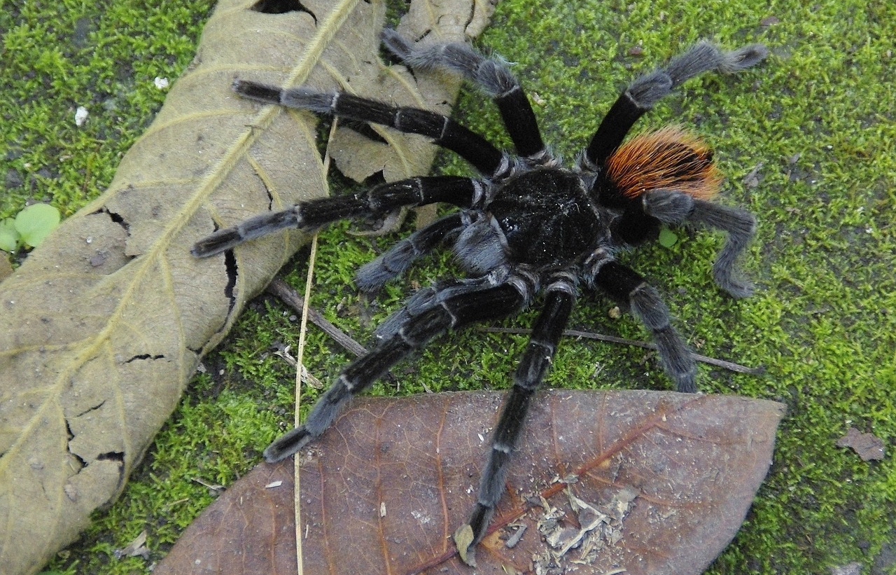 grosse araignée