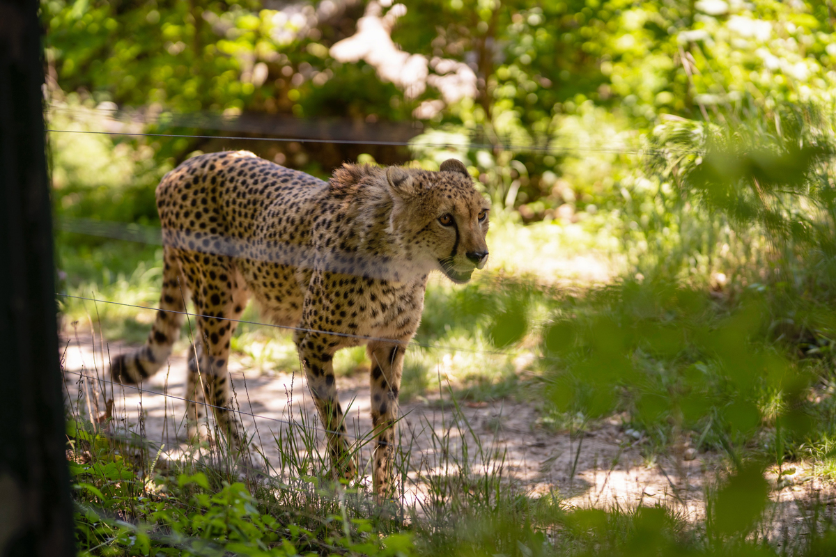 guépard