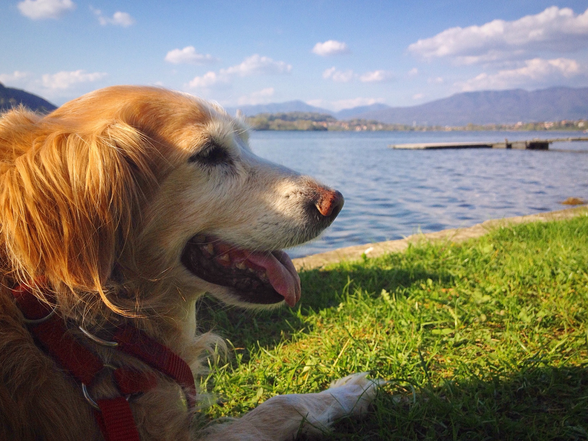 Happy dog in the nature