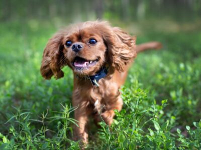 Happy dog running