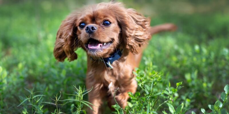 Happy dog running