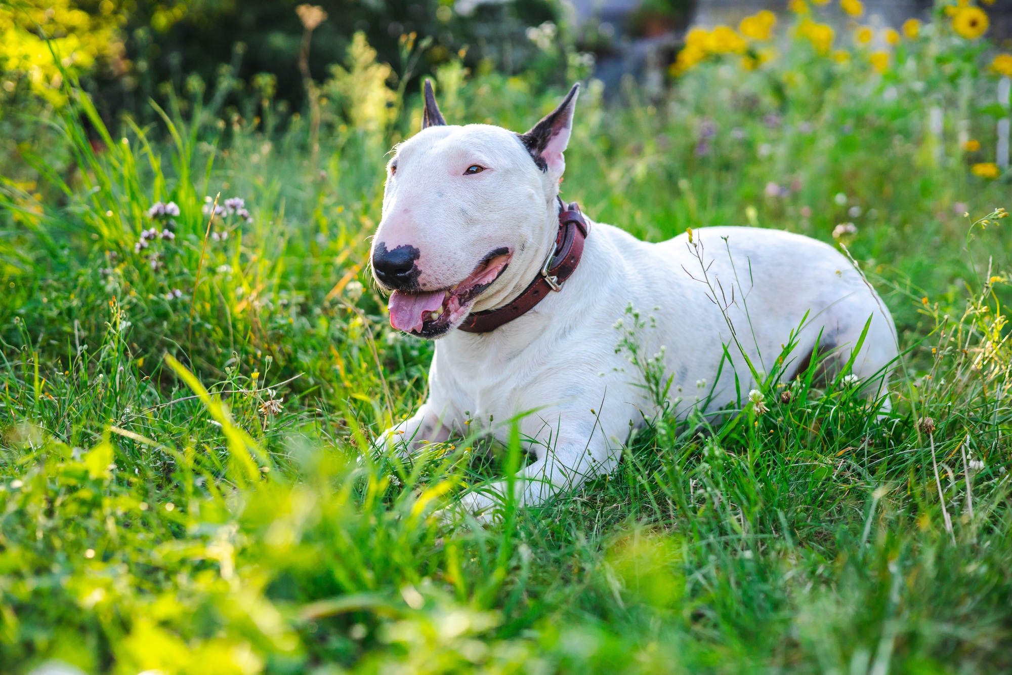 happy white english bull terrier lies on the lawn near the house. pets life. beautiful setting sun.