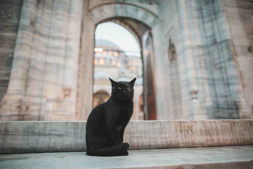 la représentation du chat en Islam